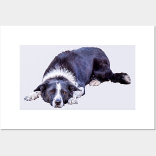 Border Collie Lying Down Playing Fetch Posters and Art